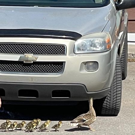 Motel Le Jardin Québec Eksteriør billede